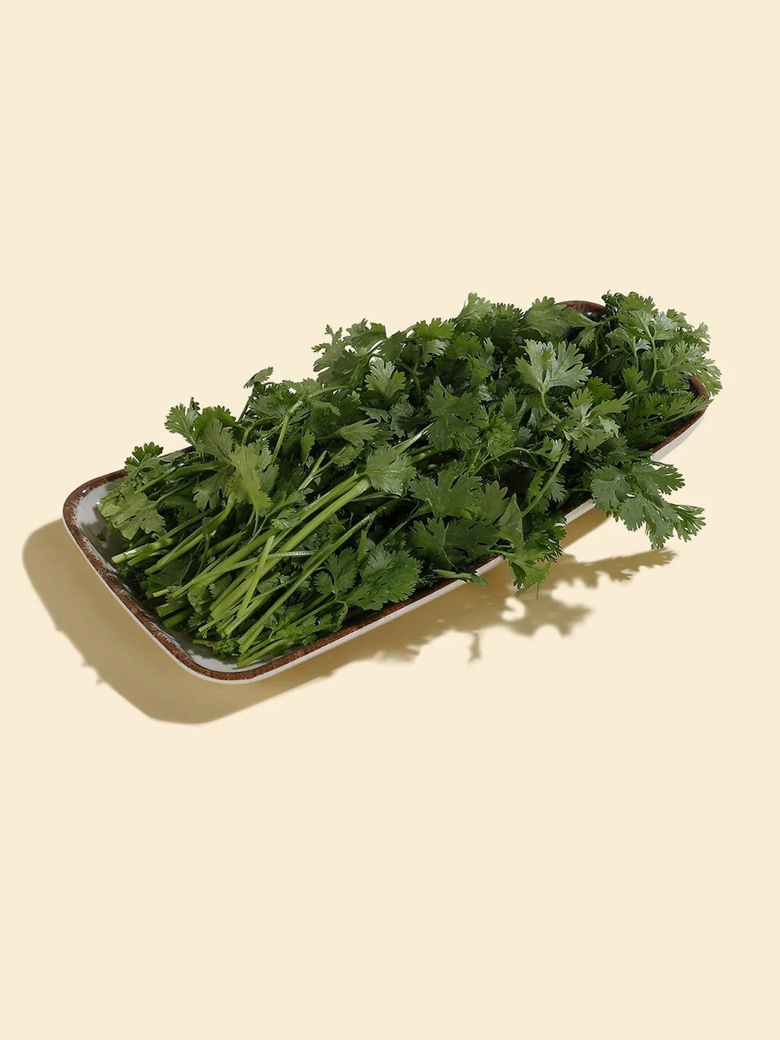 Coriander